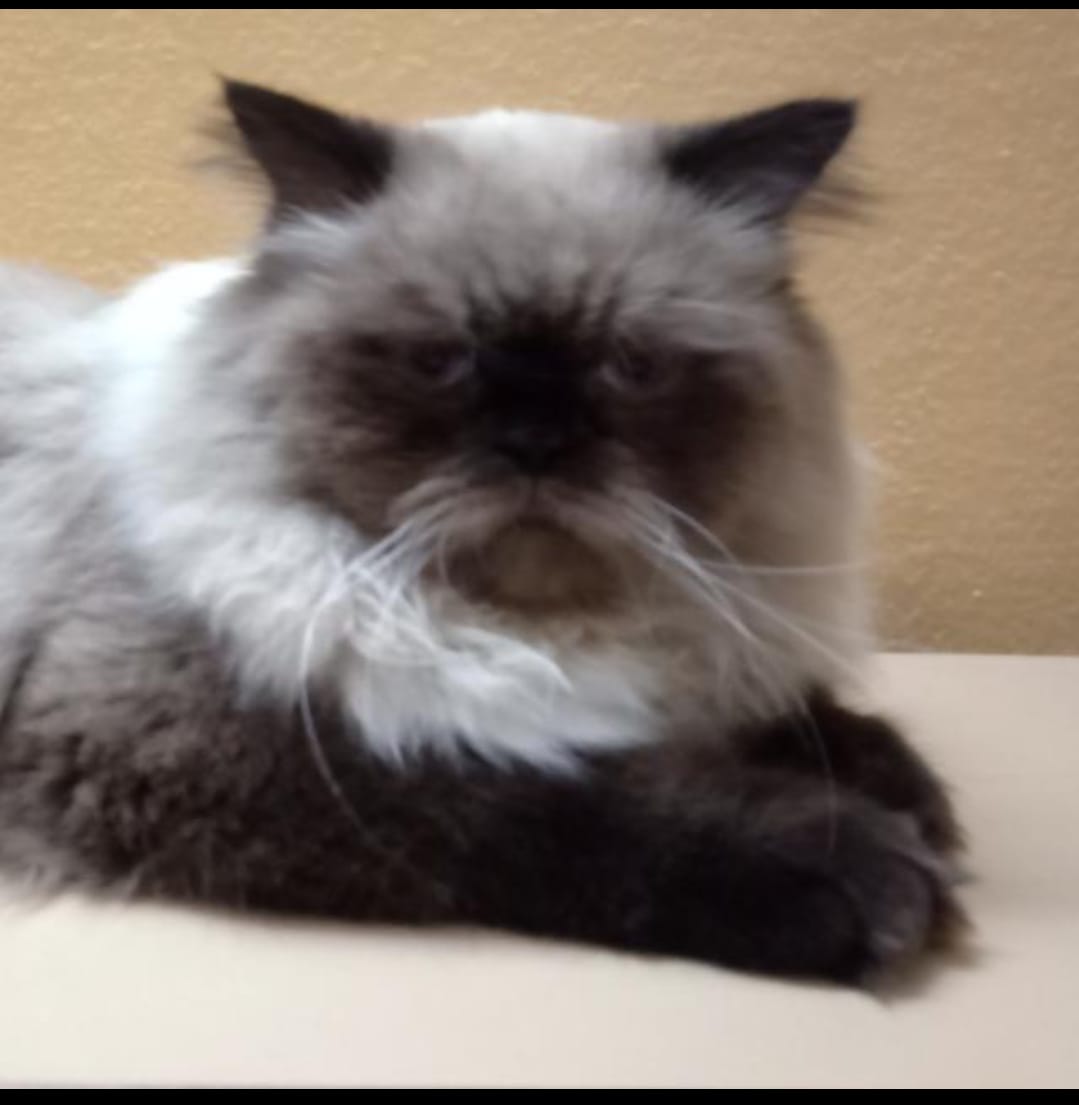 Yeti chiku